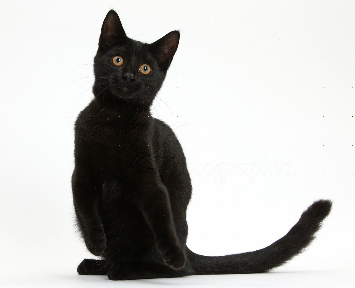 A Lucky Black Cat